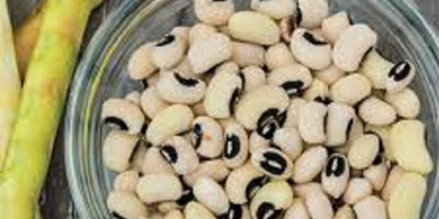 Najwyższej jakości fasola biała Cowpeas Vigna / Fasola Black