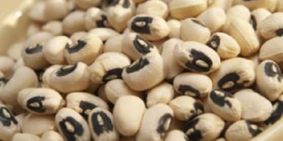 New Crop Black Eye Vigna biała fasola / Cowpeas