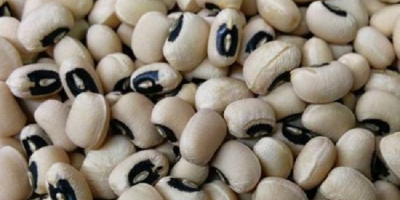 New Crop Black Eye Vigna biała fasola / Cowpeas