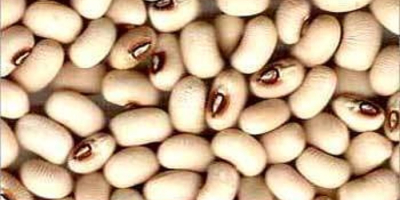 New Crop Black Eye Vigna biała fasola / Cowpeas