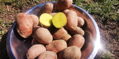Sprzedam ziemniaki jadalne
Bella Rosa 
Marabela 
Posiadam również ziemniaki wielkości sadzeniaka, w workach po 15kg