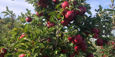 Apple Idared, rodzaj 2020. Rok. Sporządzono inteligentnie i świeżo.