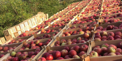 Apple Idared, rodzaj 2020. Rok. Sporządzono inteligentnie i świeżo.