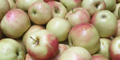 Polska firma ma w sprzedaży jabłka przemysłowe. Główne odmiany: