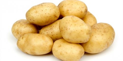 Старт продаж картофеля нового урожая GANİTA EXPORT TURKEY www.ganitagroup.com