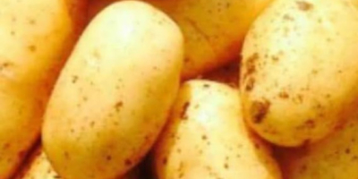 Старт продаж картофеля нового урожая GANİTA EXPORT TURKEY www.ganitagroup.com