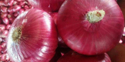 2021 new corp red onion hot selling fresh Peeled