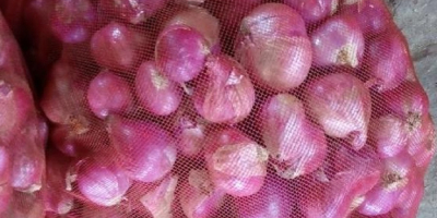 Wholesale Sale Onions Red Fresh Onion in Bulk Whatsapp: