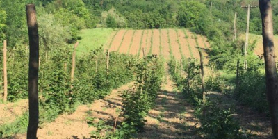 Bardzo smaczne organiczne jeżyny