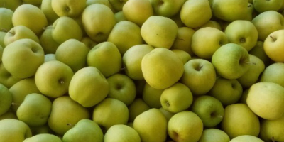 Cześć. Sprzedam 40 ton jabłek. Golden Delicious 65+ mm