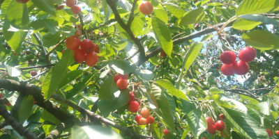 Zapraszam do zakupu czereśni, odmiana majowa. Możliwy dowózu na