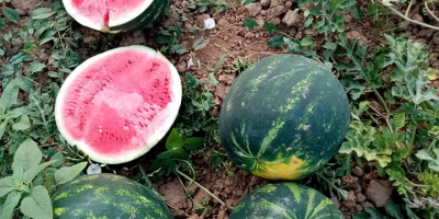 W drugiej połowie czerwca świeżo zebrane arbuzy miodowe są