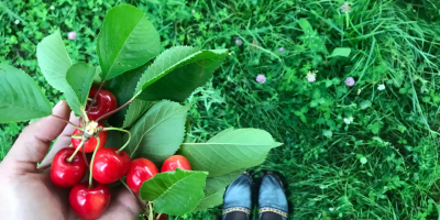 Sprzedajemy najwyższej jakości, gustowne wiśnie &quot;Boamba de Cotnari&quot; i