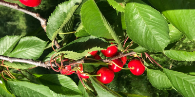 Sprzedajemy najwyższej jakości, gustowne wiśnie &quot;Boamba de Cotnari&quot; i