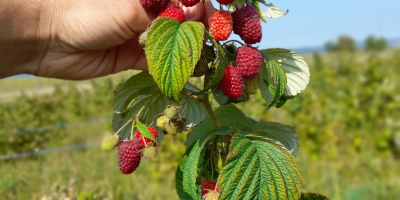 Jesteśmy plantacją malin i oferujemy około 4 ton świeżych