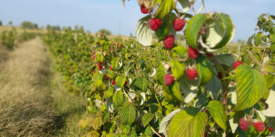 Jesteśmy plantacją malin i oferujemy około 4 ton świeżych