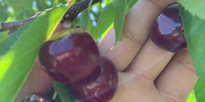 Czereśnie naturalnie z farmy Uzbekistanu Mogę dostarczyć tyle ile