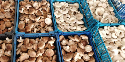 Exotic Mushroom Center is the largest shiitake producer in