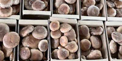 Exotic Mushroom Center is the largest shiitake producer in