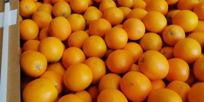 Orange Valencia Maroc Late dostępny w Maroku, do spożycia