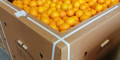 Orange Valencia Maroc Late dostępny w Maroku, do spożycia