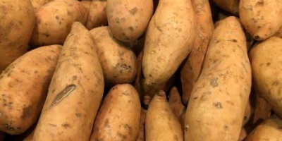 Świeże ziemniaki są dostępne w Nigerii i można je