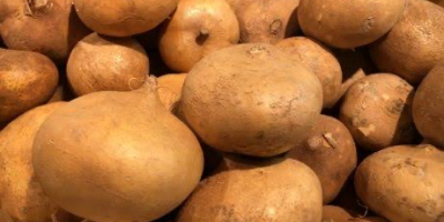 Świeże ziemniaki są dostępne w Nigerii i można je