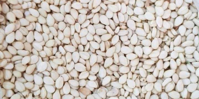 Ziarna sezamu białego sudańskiego, pierwsze sortowanie