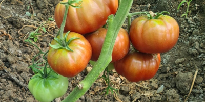 Pomidory wyprodukowane we własnym solarium, bez chemicznych nawozów, otoczone