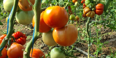 Pomidory wyprodukowane we własnym solarium, bez chemicznych nawozów, otoczone