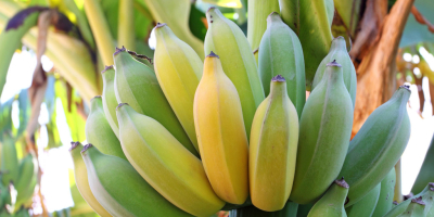 Sprzedam banany. Kraj pochodzenia: Costa Rica. Owoce są zapakowane