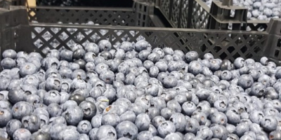 Zapraszam do współpracy posiadamy własne plantacje borówki - żadnych