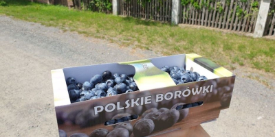 Do sprzedaży detalicznej i hurtowej, oferuję owoce borówki amerykańskiej