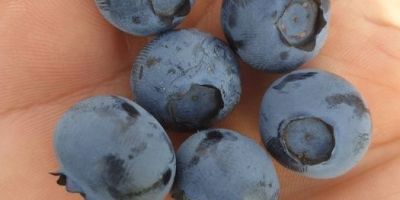 Do sprzedaży detalicznej i hurtowej, oferuję owoce borówki amerykańskiej