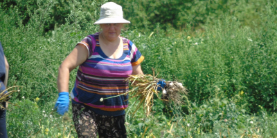 Sprzedam Czosnek „Lubasza” To dość nowa odmiana, która zebrała