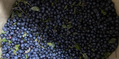 Sprzedam czarne, leśne jagody z Białorusi, nie oczyszczona –
