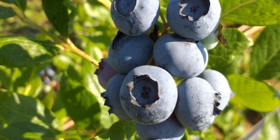 Prowadzę małą, przydomową uprawę ( 600 krzaków). Owoce pryskane