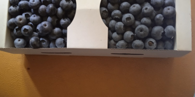 Sprzedam borówki amerykańskie cena do uzgodnienia