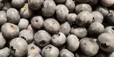 Borówka amerykańska bluecrop 15 + . Pakowana w koszyczki