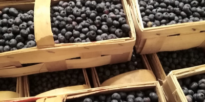 Borówka amerykańska bluecrop 15 + . Pakowana w koszyczki