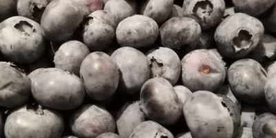 Borówka amerykańska bluecrop 15 + . Pakowana w koszyczki