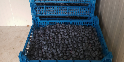 Sprzedam Borówkę odmiana Chendler i Nelson ok 2 Ton