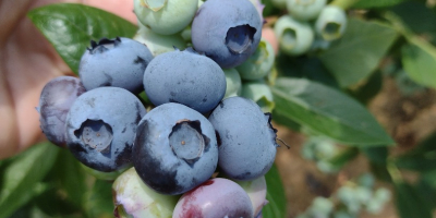 SPRZEDAM OWOCE BORÓWKI AMERYKAŃSKIEJ Z WŁASNEJ PLANTACJI. MOŻLIWA STAŁA