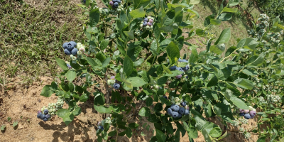 SPRZEDAM OWOCE BORÓWKI AMERYKAŃSKIEJ Z WŁASNEJ PLANTACJI. MOŻLIWA STAŁA
