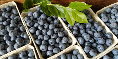 Świeża borówka amerykańska z własnej plantacji ok 100 kg