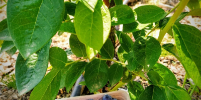 Świeża borówka amerykańska z własnej plantacji ok 100 kg