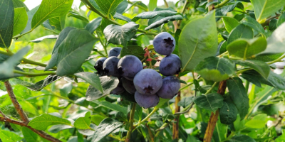Świeża borówka amerykańska z własnej plantacji ok 100 kg