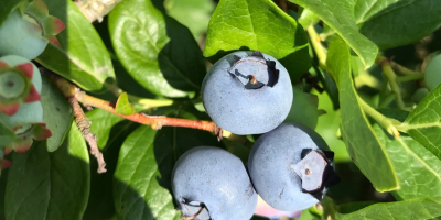 Bluecroop