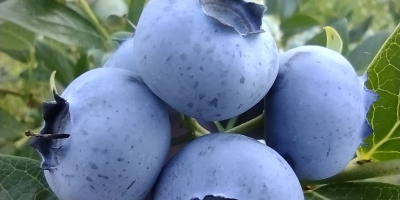 Sprzedam borówkę amerykańską okolo 300 kilogramów tygodniowo. Owoce duże
