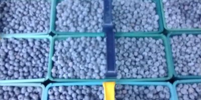 Sprzedam borówkę amerykańską okolo 300 kilogramów tygodniowo. Owoce duże